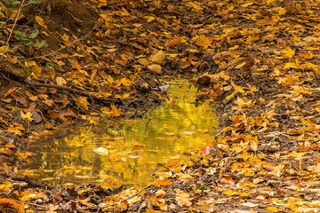 Puddle reflecting autumn foliage in a forest.
