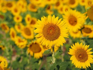 Close-up shot of a group of sunflowers in the sunset.