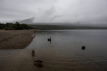 Ducks and swans at Lake Rotoiti, New Zealand.