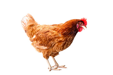 Chicken, Full body of brown chicken hen standing isolated transparent background, Laying hens farmers concept. PNG File