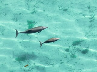 Fototapeta premium View of two dolphins swimming in clear turquoise water with seaweed.