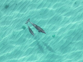 Obraz premium View of two dolphins swimming in clear turquoise water with visible sand patterns below.