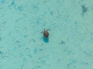 View of a solitary sea turtle swimming in clear turquoise water with scattered sea grass.