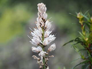 Close-up of a white flower with a blurred background