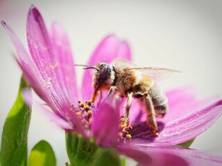 Macro close-up of a bee collecting pollen from the petals of a pink flower
