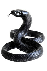 Obraz premium Close-up shot of a fearsome black snake, coiled and ready to strike, highlighting its intricate scales and dangerous nature.