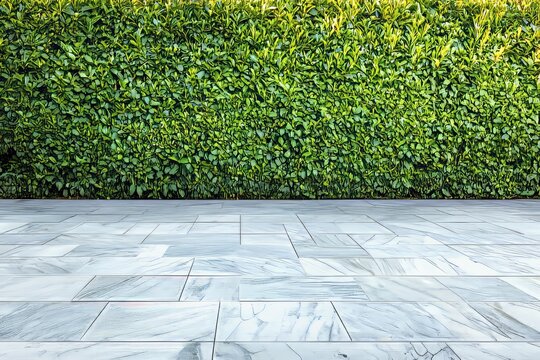 A grassy pathway made from clusias plants and a concrete grassy area made from concrete