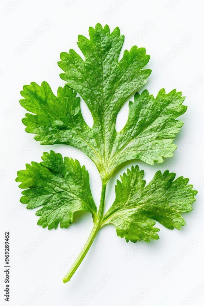 Poster a detailed view of a single green leaf placed on a white surface