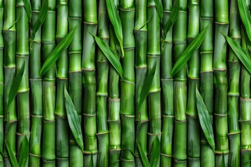 Obraz premium Close-up shot of multiple green bamboo stalks, ideal for use in nature, garden, or botanical illustrations
