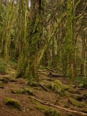 Fototapeta premium Misty forest trail with moss-covered trees and rocks