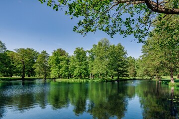 Serene lake surrounded by lush green trees and a clear blue sky.