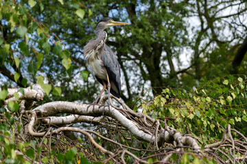 Gray heron (ardea cinerea) in London Japanese gardens