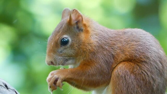 Closeup side view of an Eurasian red squirrel eating nuts in daytime, with blurred background
