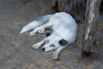 The arctic fox sleeps in the enclosure. Arctic fox at the Minsk zoo