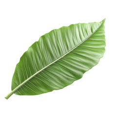 Close-up of a vibrant green tropical leaf with detailed texture and veins against a white background, perfect for botanical and nature themes.