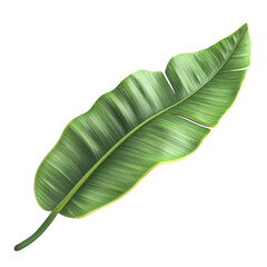 Fototapeta premium High-resolution image of a single, vibrant green banana leaf isolated on a white background, perfect for botanical, nature, or tropical-themed designs.