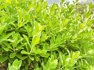 Obraz premium The tree has colorful green leaves.