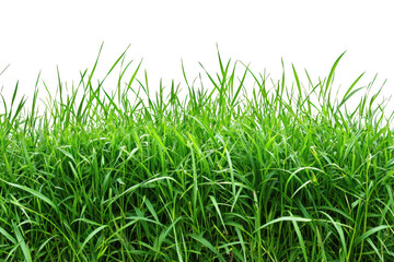 Fototapeta premium Vibrant green grass field against a clear sky, showcasing the beauty and simplicity of nature in a fresh, natural setting outdoors.