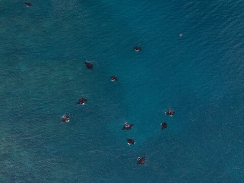 Aerial view of a squadron of manta rays swimming near to the ocean surface on a sunny day