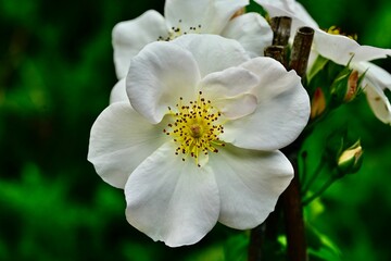 Close-up of a white rose in full bloom