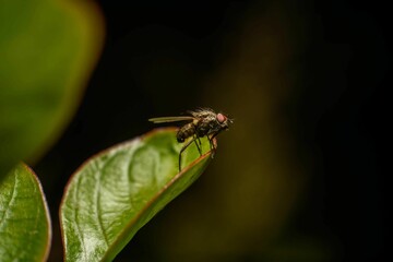Macro shot of a fly sitting on a green leaf against a dark background