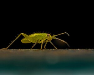 Macro shot of a green aphid on a surface with a black background.