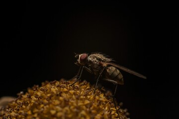 Close-up macro shot of a common housefly on a yellow flower against a dark background.
