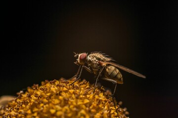 Macro shot of a fly sitting on a yellow flower against a dark background.