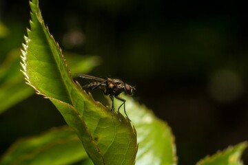 Close-up of a fly on a green leaf with a dark blurred background