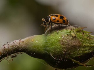 Close-up of a ladybug on a green plant with a blurred background.