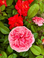 Top view of pink and red roses in the garden. A photo of beautiful bright colorful flowers blooming against a background of green leaves.