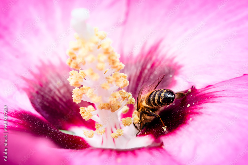 Wall mural honey bee foraging on a pink rose-of-sharon