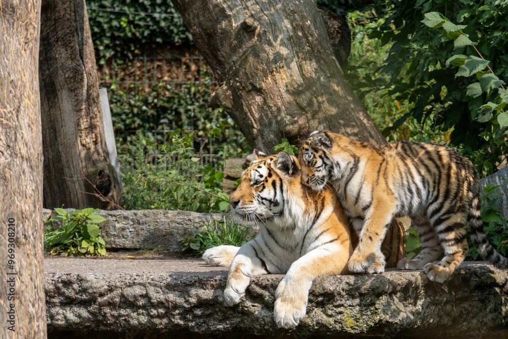 Poster Tiger and its cub resting on a rock in a lush green forest setting