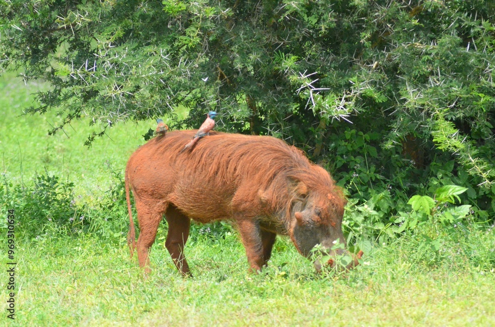 Poster Warthog grazing with birds on its back in a green field.