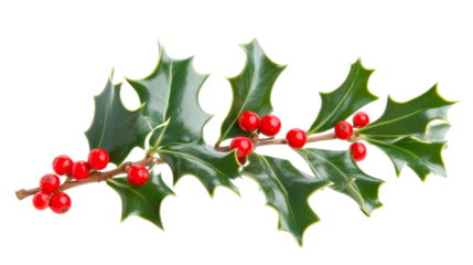Holly Christmas branch with red berries isolated on transparent background