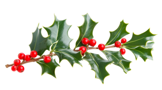 Holly Christmas branch with red berries isolated on transparent background