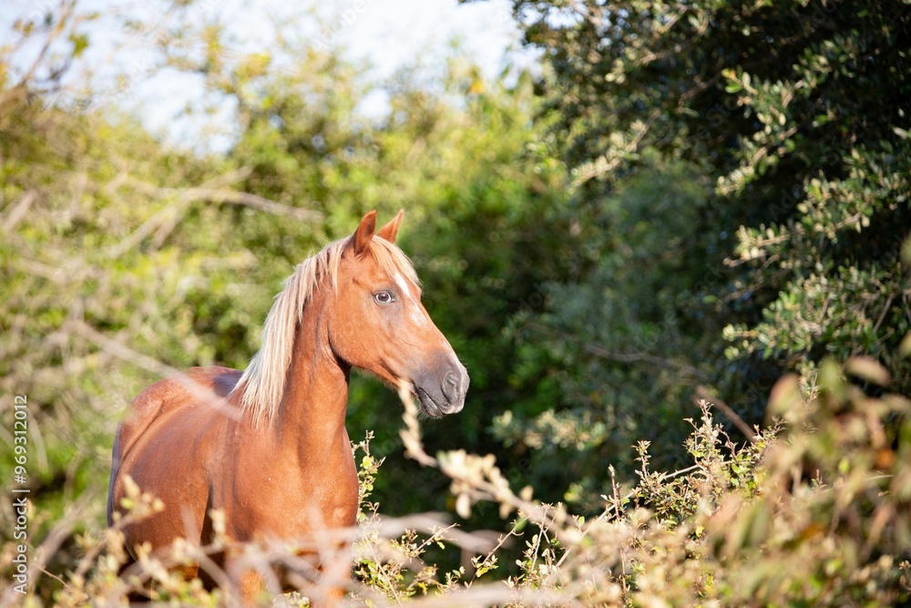 Canvas Prints Chestnut horse in a lush green forest