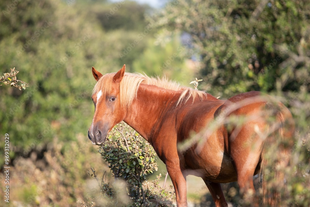 Canvas Prints Chestnut horse with blonde mane in a green outdoor setting