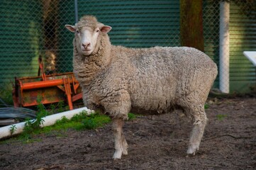 Sheep in a fenced farm area