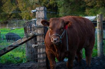 Brown cow near wooden fence on a farm.