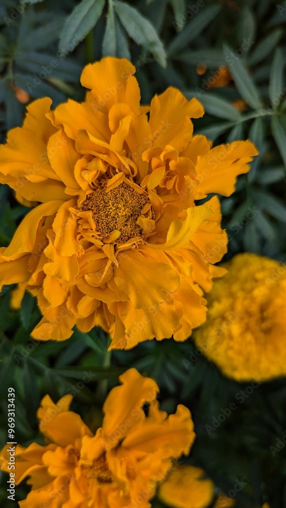 Canvas Prints Close-up of vibrant orange marigold flowers in full bloom with green foliage in the background.