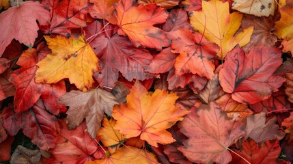 Obraz premium Autumn leaves pattern background top view