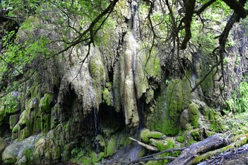 Obraz premium Moss-covered rock formation with trickling water