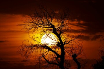 Silhouette of a Leafless Tree Against an Orange Winter Sunset: A Beautiful Contrast