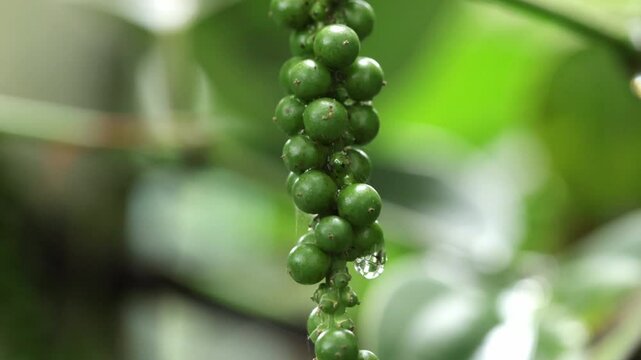 fresh peppercorn on the tree