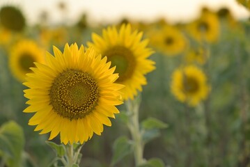 Close-up of vibrant sunflowers in a field during a sunny day with a soft-focus background