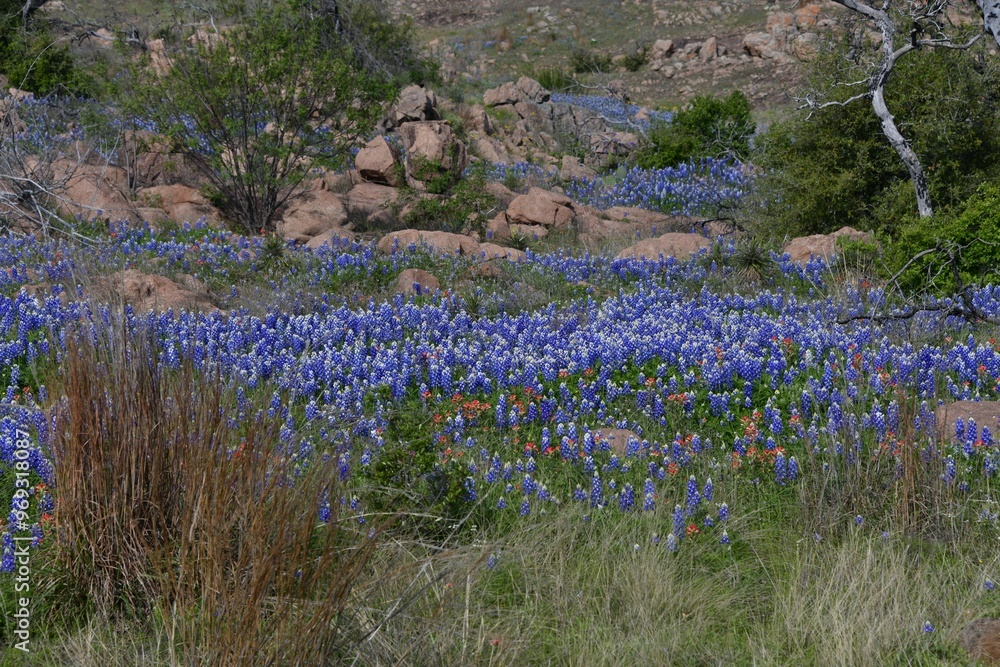 Wall mural Field of bluebonnets and wildflowers in rocky terrain.