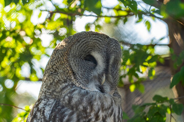 Great grey owl sleeps sitting on a branch. A sleeping Owl at the zoo