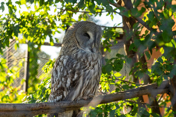 Great grey owl sleeps sitting on a branch. A sleeping Owl at the zoo