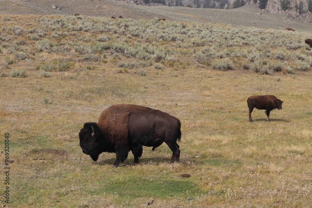 Sticker Bison grazing in Yellowstone National Park